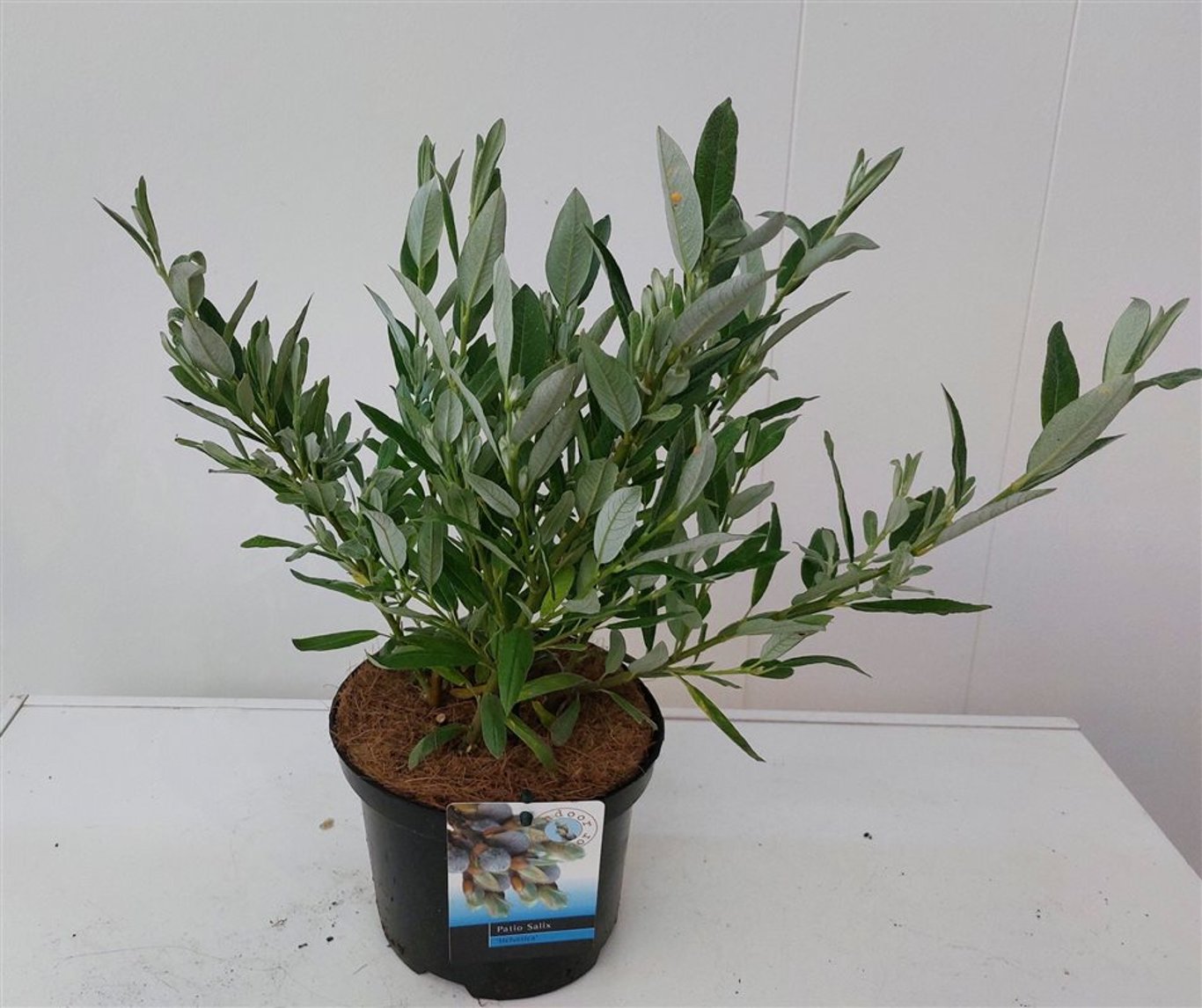 Salix helvetica - C2